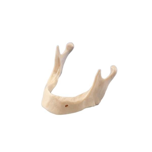 MODELO MANDÍBULA ARTIFICIAL PARA IMPLANTES 1U - KRUGG